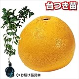 国華園　果樹苗　カンキツ　土佐ブンタン　台つき苗　1株【※発送が国華園からの場合のみ正規品です】