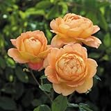 イングリッシュローズ：レディー・オブ・シャーロット大苗5号角鉢