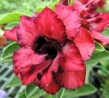 アデニウム アラビカム オベスム 砂漠のバラ種子(20粒)塊根植物種子20 Fresh seeds Adenium obesum Desert Roses seeds no412-Triple-Red