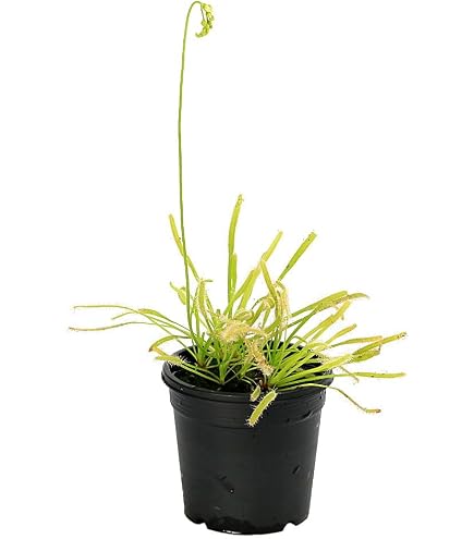 Amazon.co.jp: naea muscipula kim jong-un BCP ハエトリソウ : ホーム
