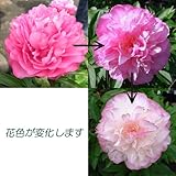 シャクヤク：ジョーカー4号ポット[花色が変化する！][芍薬] ノーブランド品