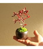 Amazon｜盆栽 六角堂柳【現品】（3018）｜観葉植物 オンライン通販