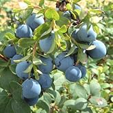 アサマブドウ (クロマメノキ)