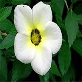 盆栽で庭のための新しい到着12色1000年ミックス臭気タバコの種子多年生の花の種、2は10バラのギフトを取得購入