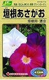 カネコ種苗 草花タネ116 垣根あさがお 混合 10袋セット