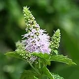 30个ハッカSpicataスペアミント種子多年生の花