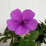 ノボタン：シコンノボタン5号鉢植え[美しい青紫の花　紫紺野牡丹] ノーブランド品