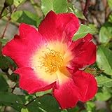 バラ苗 【コクテール（カクテル） （CL） 返り咲き】 2年生接木大苗 （スリット鉢）