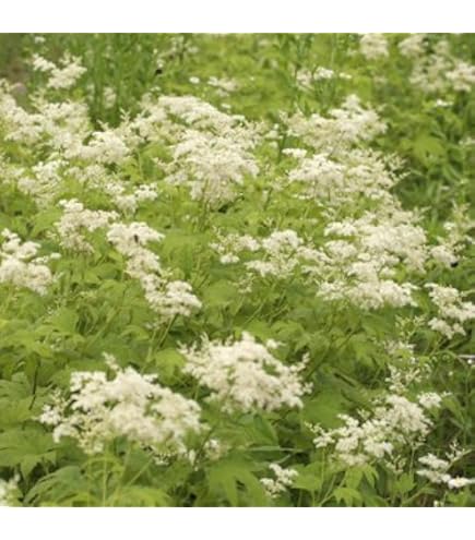 Amazon.co.jp: 山野草斑入りヤマシャクヤク中津山産セルフ 花付き