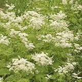 白花キョウカノコ