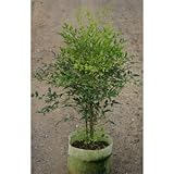 白南天 (シロナンテン) 100cm 8号ポット