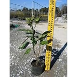 フイリアオキ (斑入) 5号ポット