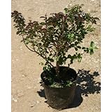 わい性サルスベリ『ポコモック』 5号ポット