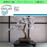 SAFLAX - Garden to Go - 桜 - 30 個の種。- 素焼きの鉢、グレーズトレー、鉢植え用土壌、肥料を含みます - Prunus serulata