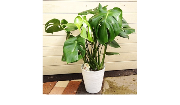 Amazon 観葉植物 モンステラ アダンソニー 観葉植物 オンライン通販