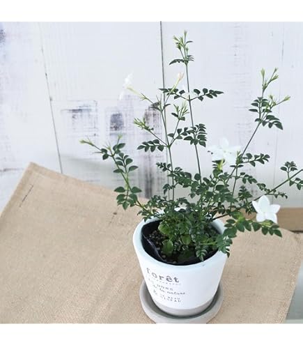 Amazon.co.jp: カロライナジャスミン 4号ポット苗 12cm 花苗 花 花鉢