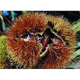 果樹苗 栗 ポロタン 1年生苗