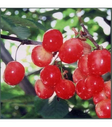 Amazon.co.jp: さくらんぼ苗木 佐藤錦とナポレオン 受粉樹セット : DIY