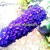 バッグブッドレア種子フラワーガーデンデコレーション屋外グッド草盆栽ルアー魚簡単に種子を植える100seeds