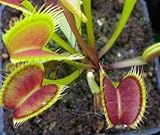 Dionaea muscipula SL15 - Venus fly trap - 3 seeds