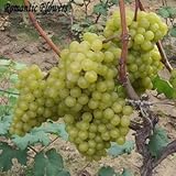 ミックスグレープフルーツ種子種子果樹苗鉢植え苗巨峰ブドウ種子レッド言及子20粒/袋