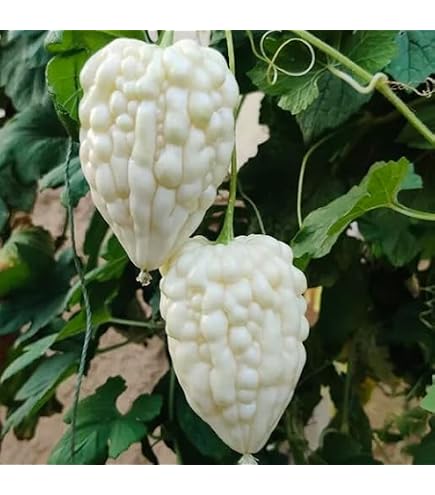 Amazon.co.jp: チョウセンアサガオ 種 ダチュラ 植物種子 50粒 : DIY