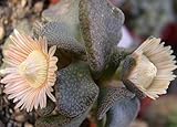 Aloinopsis rosulata - synonym:Acaulon rosulatum, Aistocaulon rosulatum, Mesembryanthemum rosulatum, 