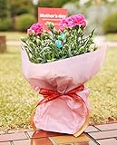 母の日 遅れてごめんね ギフト こだわり カーネーション 鉢 (ピンク)