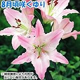 国華園　球根　花ユリ　8月咲マルコポーロ　12球【※発送が国華園からの場合のみ正規品です】