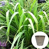 レモングラス 栽培 セット / ハーブ / アートストーン 鉢 プランター / 貯水機能 付 / ベージュ