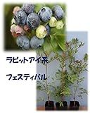 フェスティバル　[暖地向けラビットアイ系ブルーベリー苗木]３年生挿し木苗　直径13.5cmポット　樹高約0.5ｍ3年生