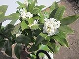 沈丁花(ジンチョウゲ)白 30cm前後(鉢底から)