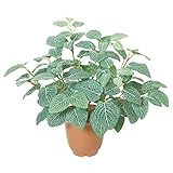 フィトニアブッシュx9【造花・アートフラワー】
