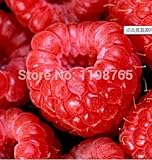 100% High Quality Raspberry Seed 100pcs Super Big Raspberry Seeds Fruit Seeds flower pots Strawberry