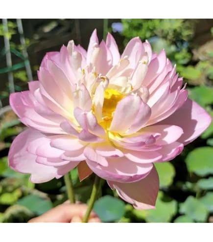 Amazon.co.jp: 紅小町 小型種 レンコン2本 蓮 はす 苗 レンコン 花蓮