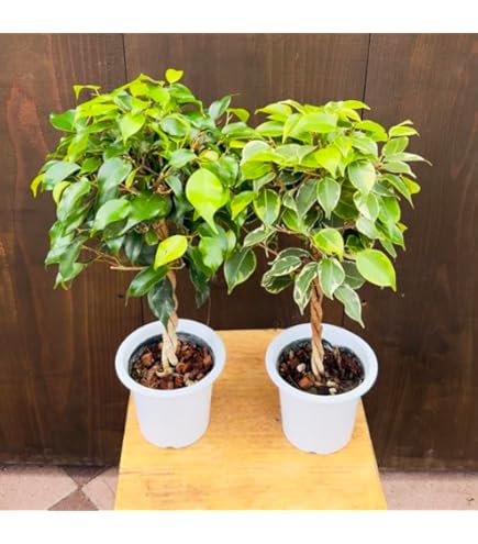 Amazon｜おしゃれ 観葉植物：フィカス ベンジャミン スター