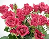 プリティマーメイド 生花 切花 切り花 SPミニバラレッド Rマカレナなど 5本