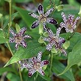 ホトトギス：松風3号ポット 2株セット ノーブランド品