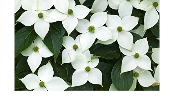 Amazon Co Jp 白い花の4つの花びら キャンバスの 写真 ポスター 印刷 植物 花 105cmx70cm ホーム キッチン