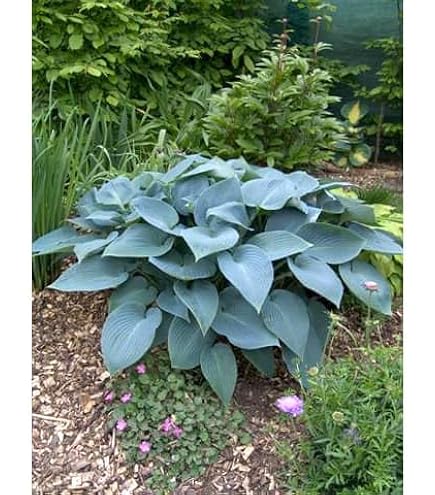 Amazon.co.jp: ホスタのオレンジマーマレード苗 抜き苗 1芽 : DIY