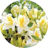 エクスバリーツツジ[アザレア]：白花系4.5号ポット ノーブランド品