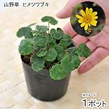 (山野草)姫ツワブキ(姫石蕗) 3号(1ポット) 本州・四国限定[生体]