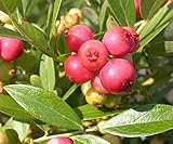 ブルーベリー苗木・ピンクレモネード (接ぎ木2年生)