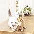 テゴマス「猫中毒(通常盤)」
