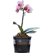 ☆*☆様 胡蝶蘭苗　胡蝶蘭　5.5寸鉢　6.0寸鉢　2鉢価格 Amazon｜ミニ胡蝶蘭 マイクロ胡蝶蘭2.5号鉢植え アクアポット 1