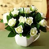 クチナシの種子（ケープジャスミン）-DIYホームガーデン鉢植え盆栽、素晴らしい香り＆美しい花、20種/パック