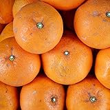 訳あり 甘夏 4kg（箱込約4kg） 和歌山県産 ご家庭用