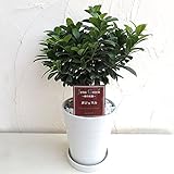 [ギフトに]緑の楽園：ガジュマル6号鉢（受け皿付き）[多幸の木]