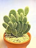 バニーカクタス　白桃扇　オプンチア　サボテン　カクタス　ウチワサボテン　棘物　観葉植物　緑　グリーン　