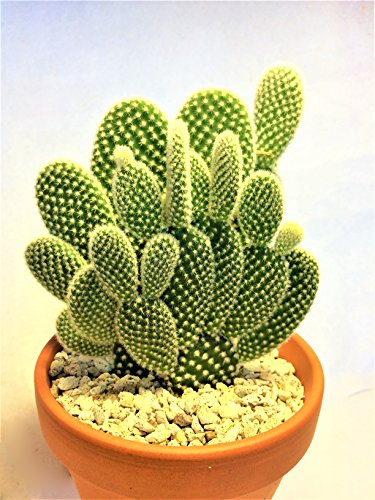 バニーカクタス 白桃扇 オプンチア サボテン カクタス ウチワサボテン 棘物 観葉植物 緑 グリーン 工具専科